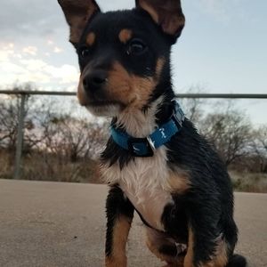 Meet your Posher, Devin